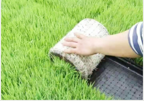 普田潤生物有機(jī)肥