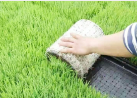 普田潤(rùn)生物有機(jī)肥
