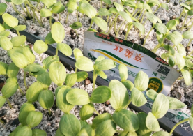 普田潤(rùn)生物有機(jī)肥