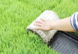 普田潤(rùn)生物有機(jī)肥