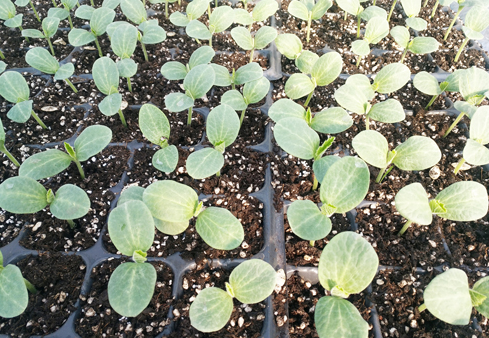 蔬菜育苗基質