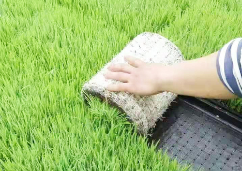 水稻育苗基質(zhì)