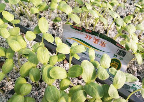 蔬菜育苗基質(zhì)案例2