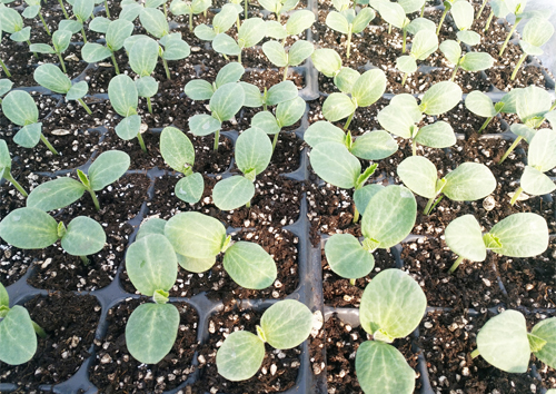 蔬菜育苗基質(zhì)案例1